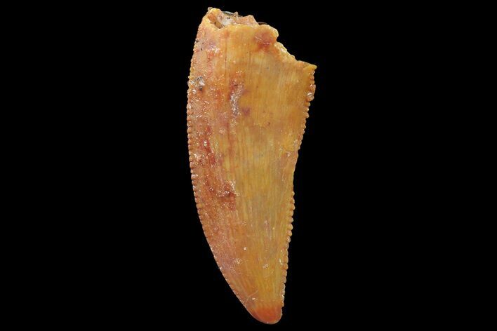 Serrated, Raptor Tooth - Real Dinosaur Tooth #179540